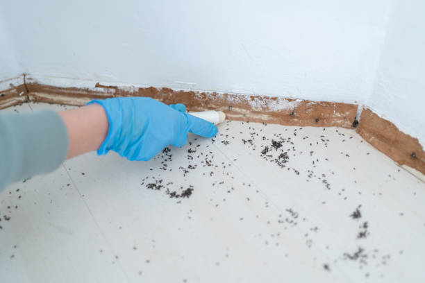 Trusted Byron Center, MI Pest Control Experts